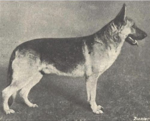 German Shepherd