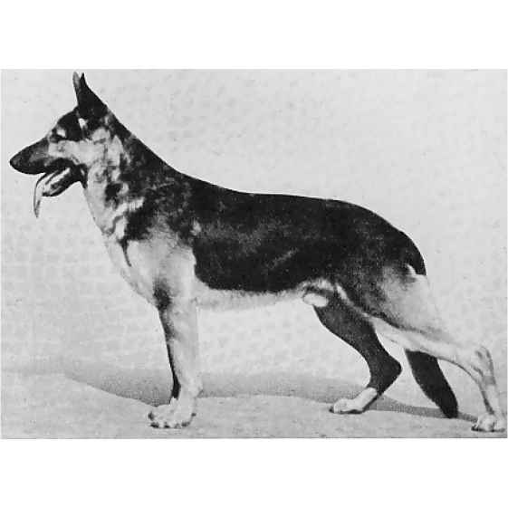 German Shepherd