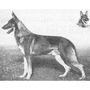 German Shepherd