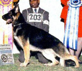 German Shepherd