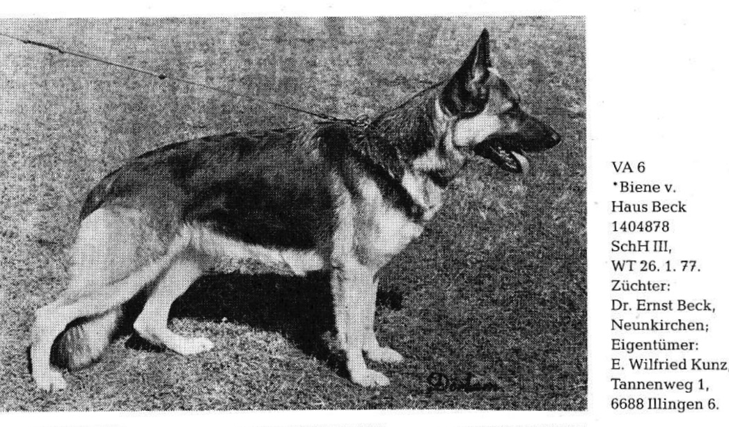 German Shepherd