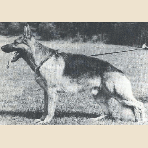 German Shepherd