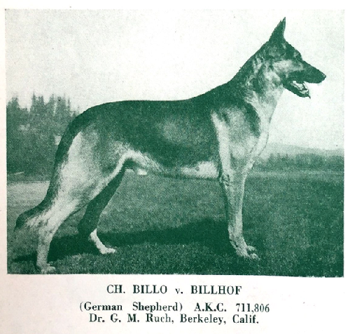 German Shepherd