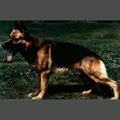 German Shepherd