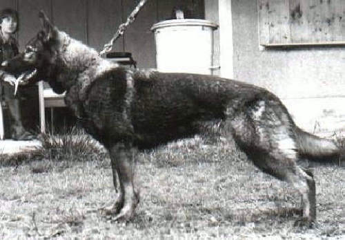 German Shepherd