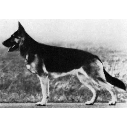 German Shepherd