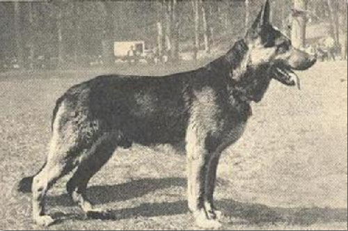 German Shepherd