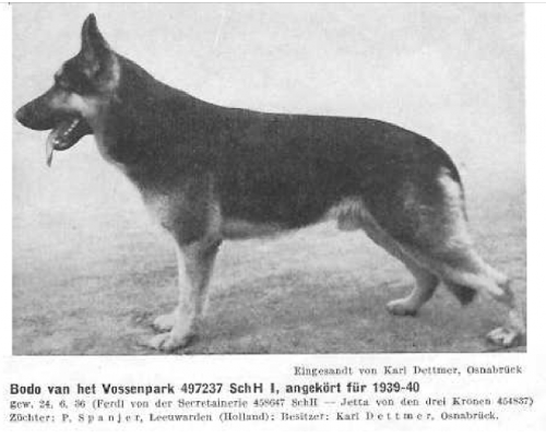 German Shepherd