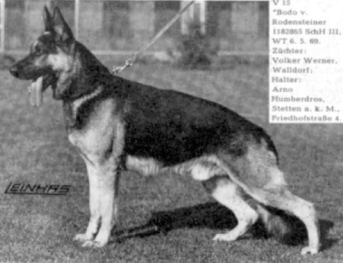 German Shepherd