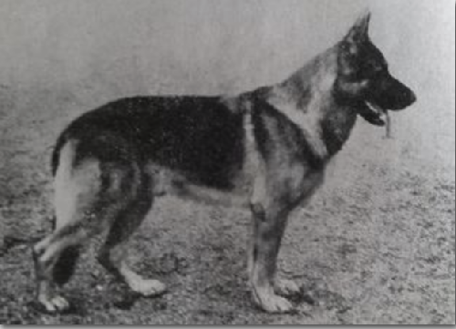 German Shepherd