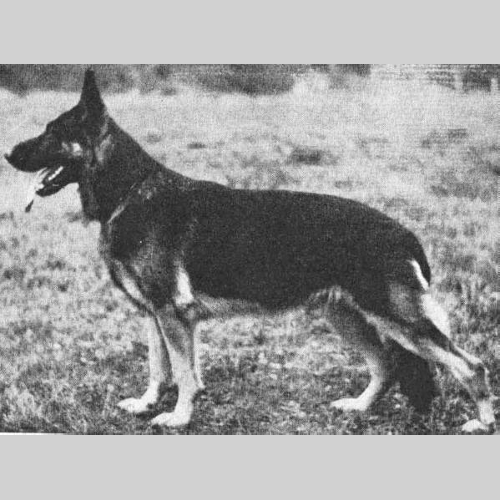German Shepherd