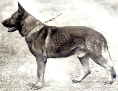German Shepherd