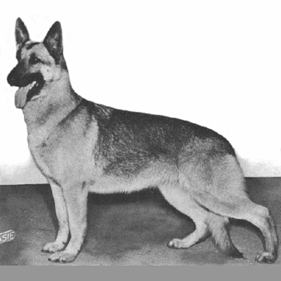 German Shepherd
