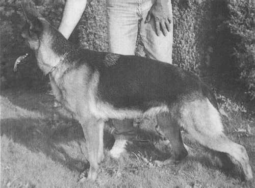 German Shepherd