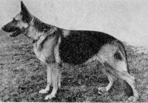 German Shepherd