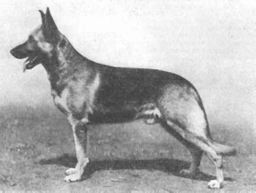German Shepherd