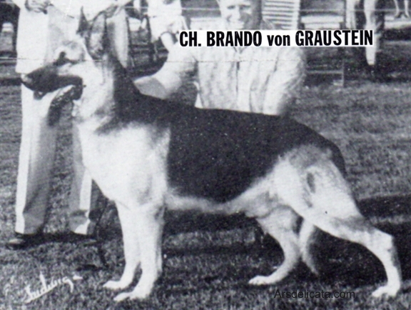 German Shepherd