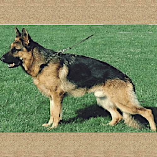 German Shepherd