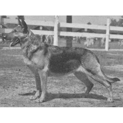 German Shepherd