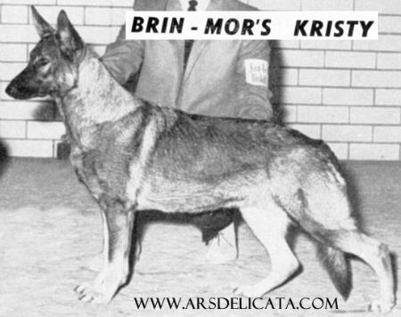 German Shepherd