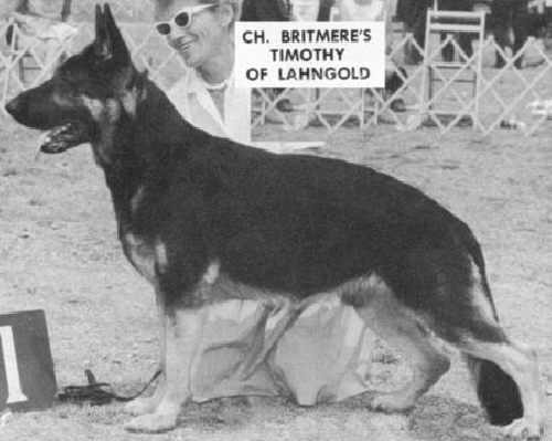 German Shepherd