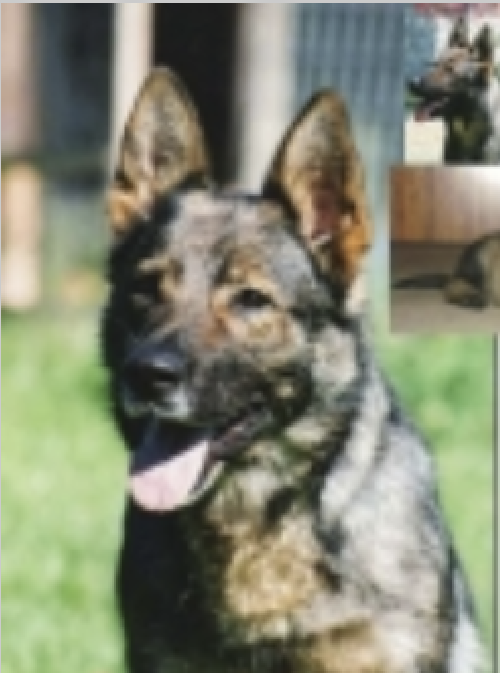 German Shepherd