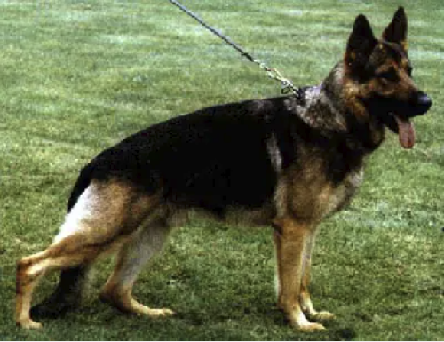 German Shepherd