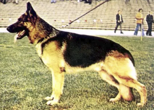 German Shepherd