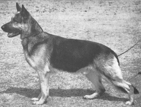 German Shepherd