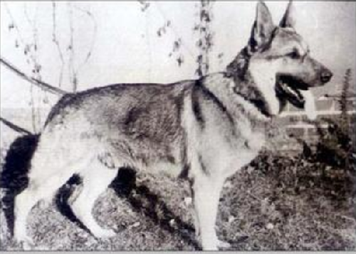 German Shepherd