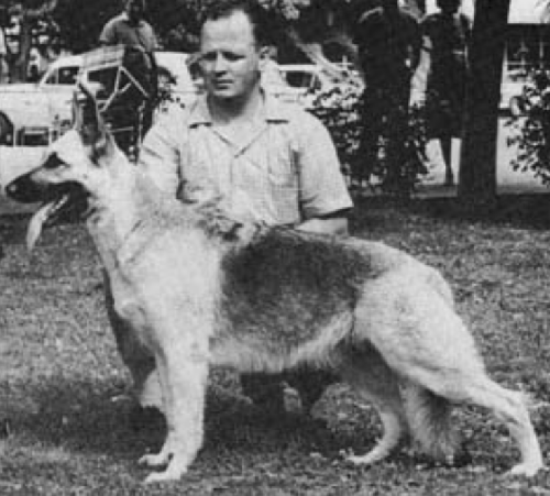German Shepherd