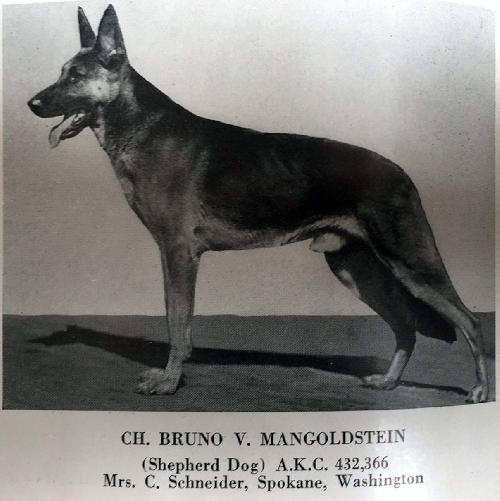German Shepherd