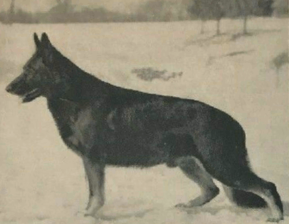 German Shepherd
