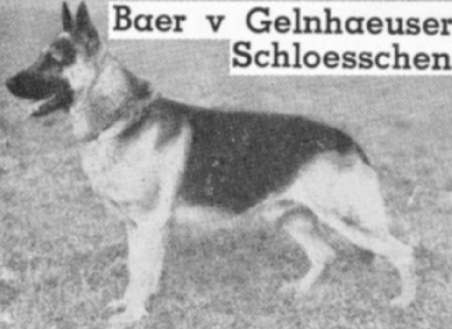 German Shepherd