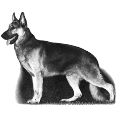 German Shepherd