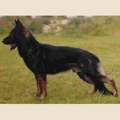 German Shepherd