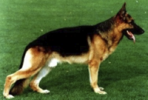 German Shepherd