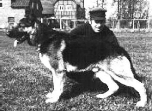German Shepherd