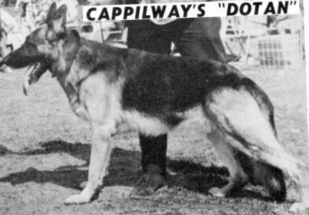 German Shepherd