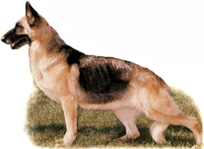 German Shepherd