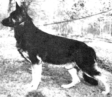German Shepherd