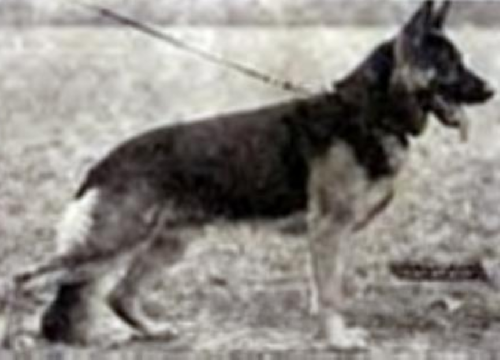 German Shepherd