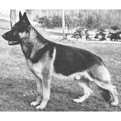 German Shepherd