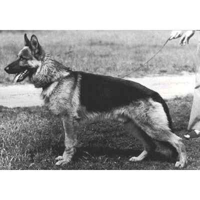 German Shepherd