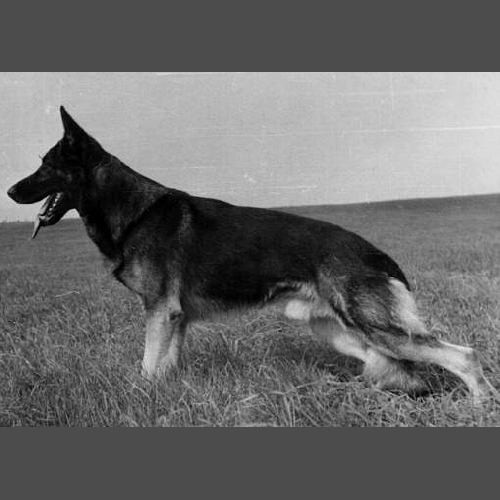 German Shepherd