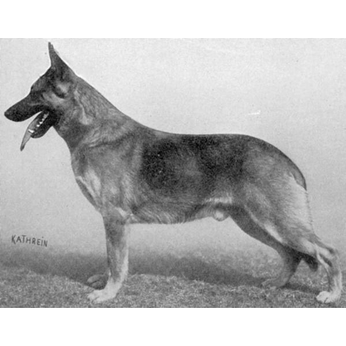 German Shepherd