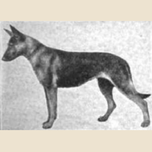 German Shepherd