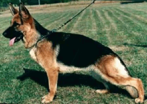 German Shepherd
