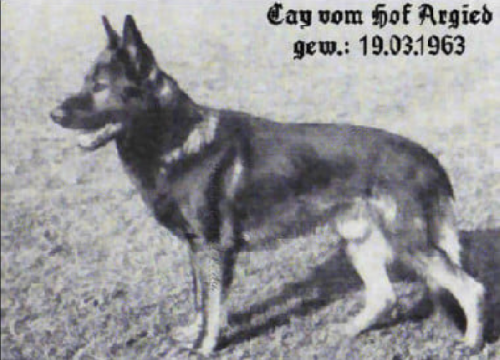 German Shepherd