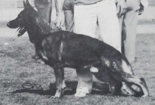 German Shepherd